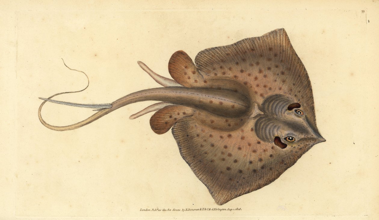 Common stingray, Dasyatis pastinaca (Sting ray, Raja pastinacea). Handcoloured copperplate drawn and engraved by Edward Donovan from his Natural History of British Fishes, Donovan and F.C. and J. Rivington, London by Edward Donovan