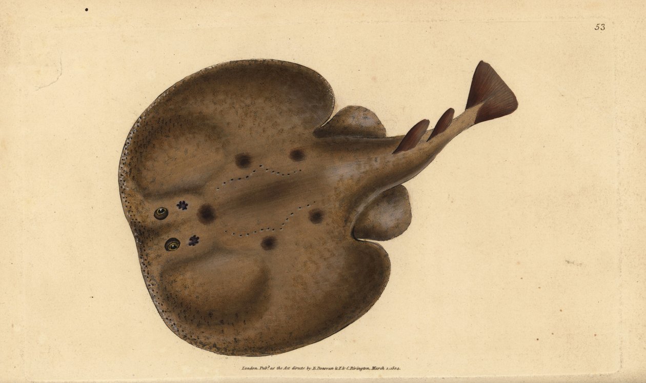 Common torpedo or eyed electric ray, Raja torpedo. Handcoloured copperplate drawn and engraved by Edward Donovan from his Natural History of British Fishes, Donovan and F.C. and J. Rivington, London by Edward Donovan