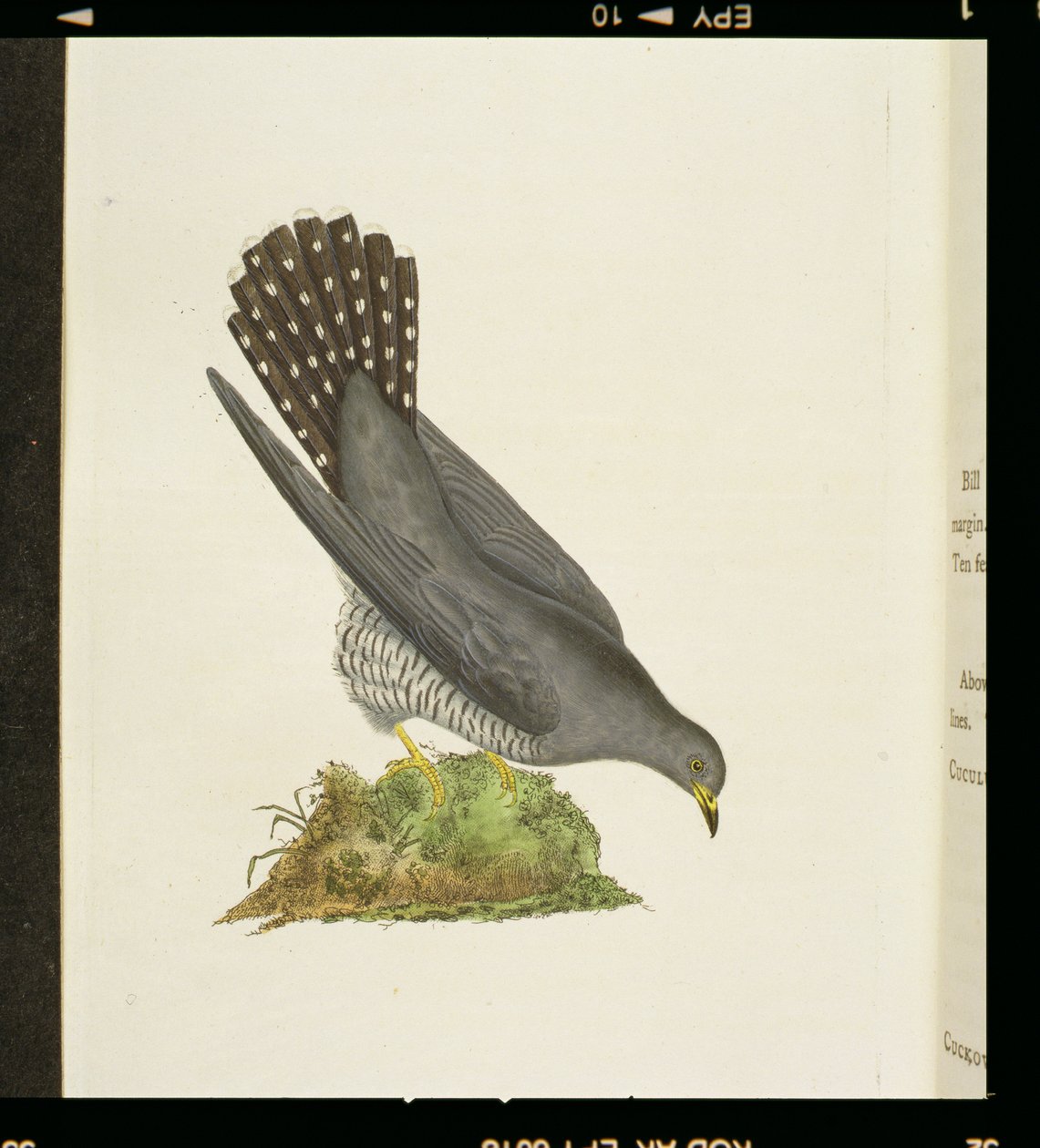 Cuckoo from 