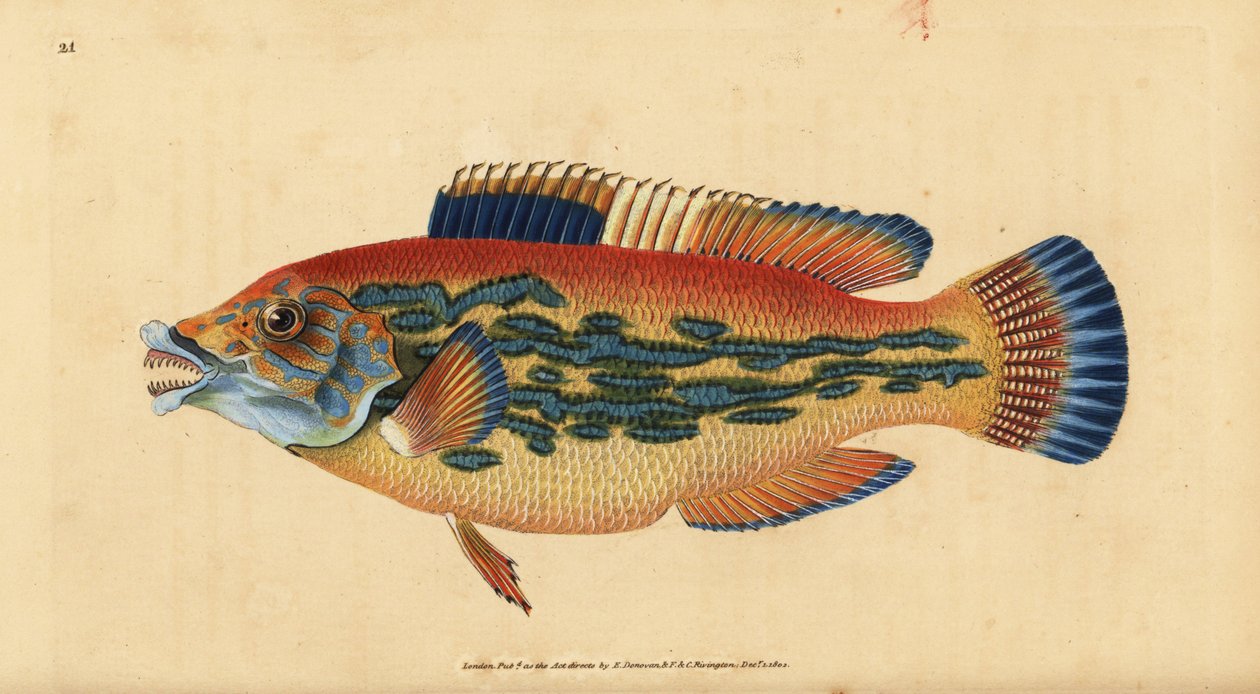 Cuckoo wrasse, Labrus mixtus. Handcoloured copperplate from Natural History of British Fishes, Donovan and F.C. and J. Rivington, London by Edward Donovan