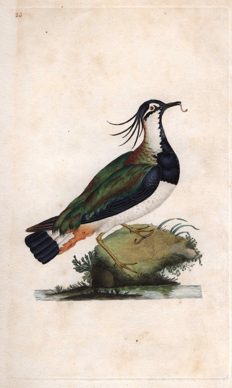 Northern lapwing. Vanellus vanellus (Tringa vanellus). Copper engraving by Edward Donovan, published in Histoire naturelle des oiseaux britanniques, London by Edward Donovan