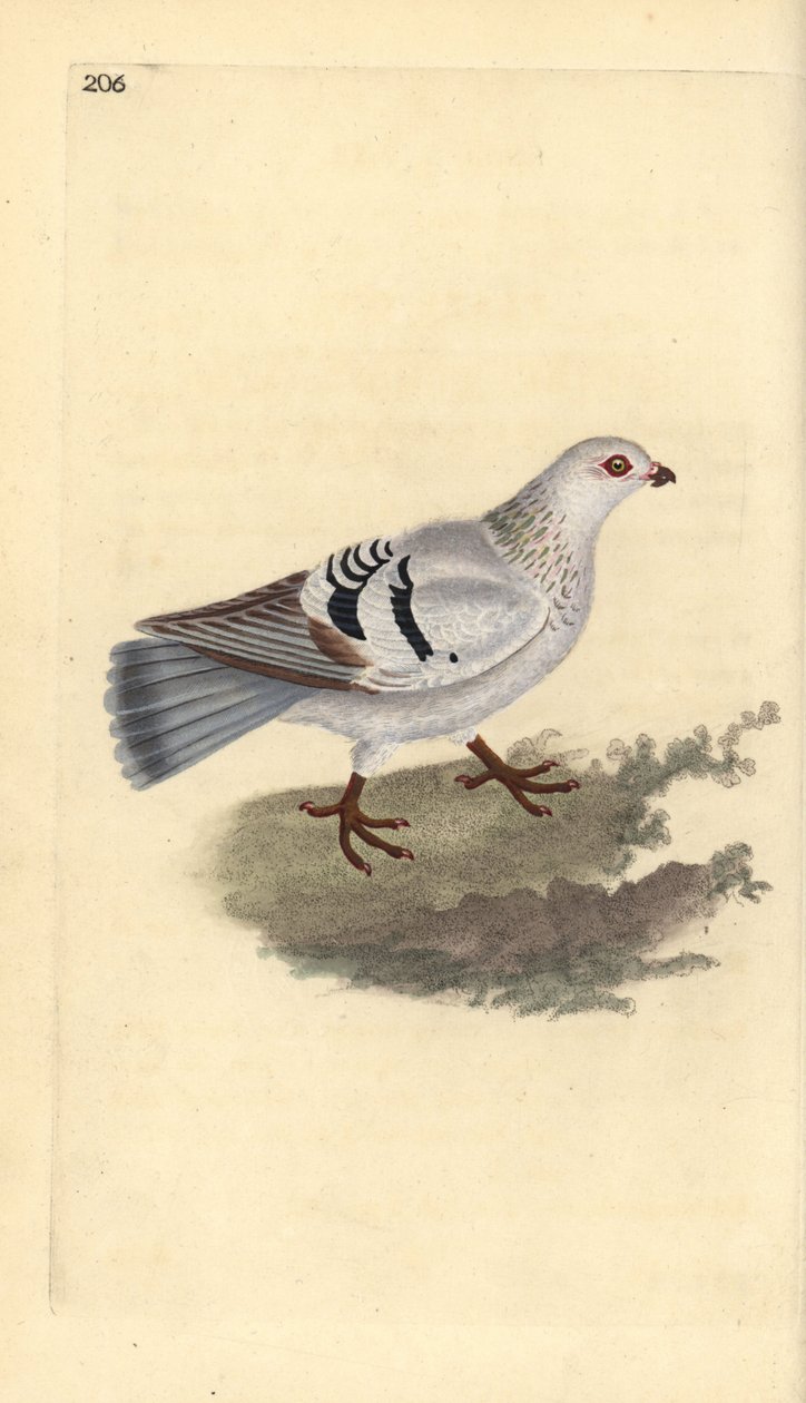 Domestic pigeon, Columba livia domestica by Edward Donovan