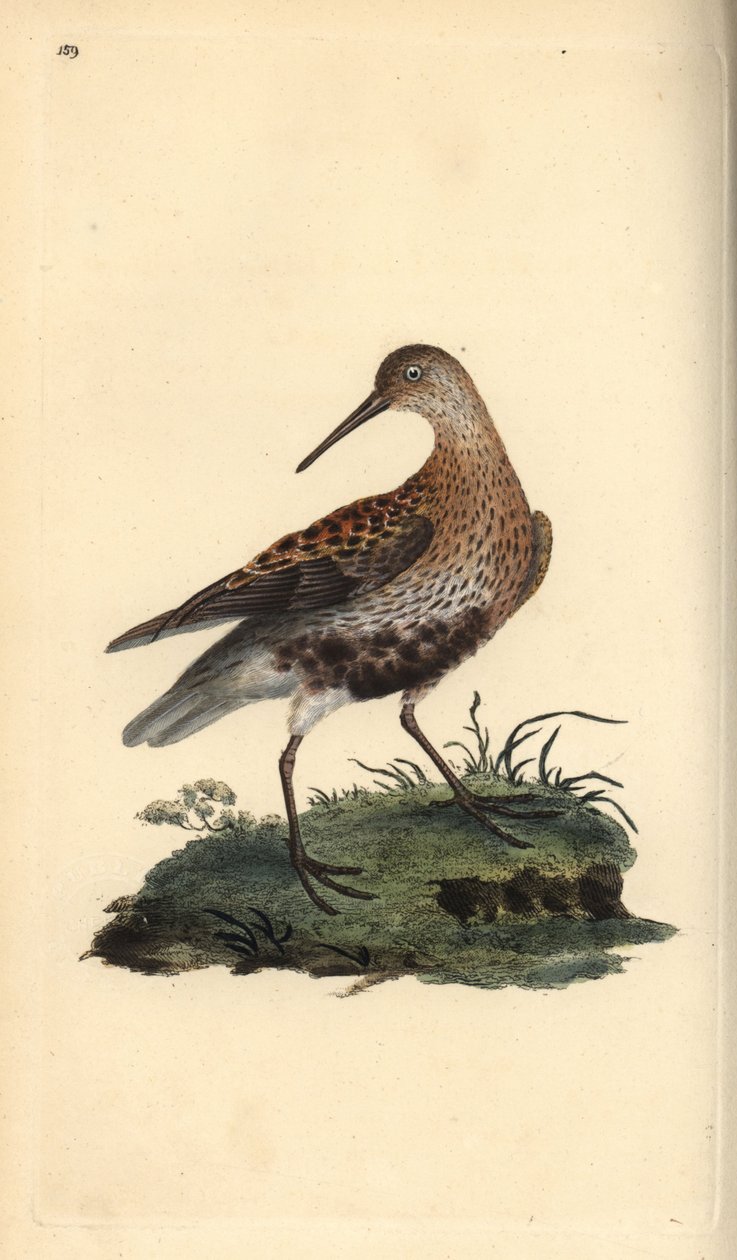 Dunlin, Calidris alpina by Edward Donovan
