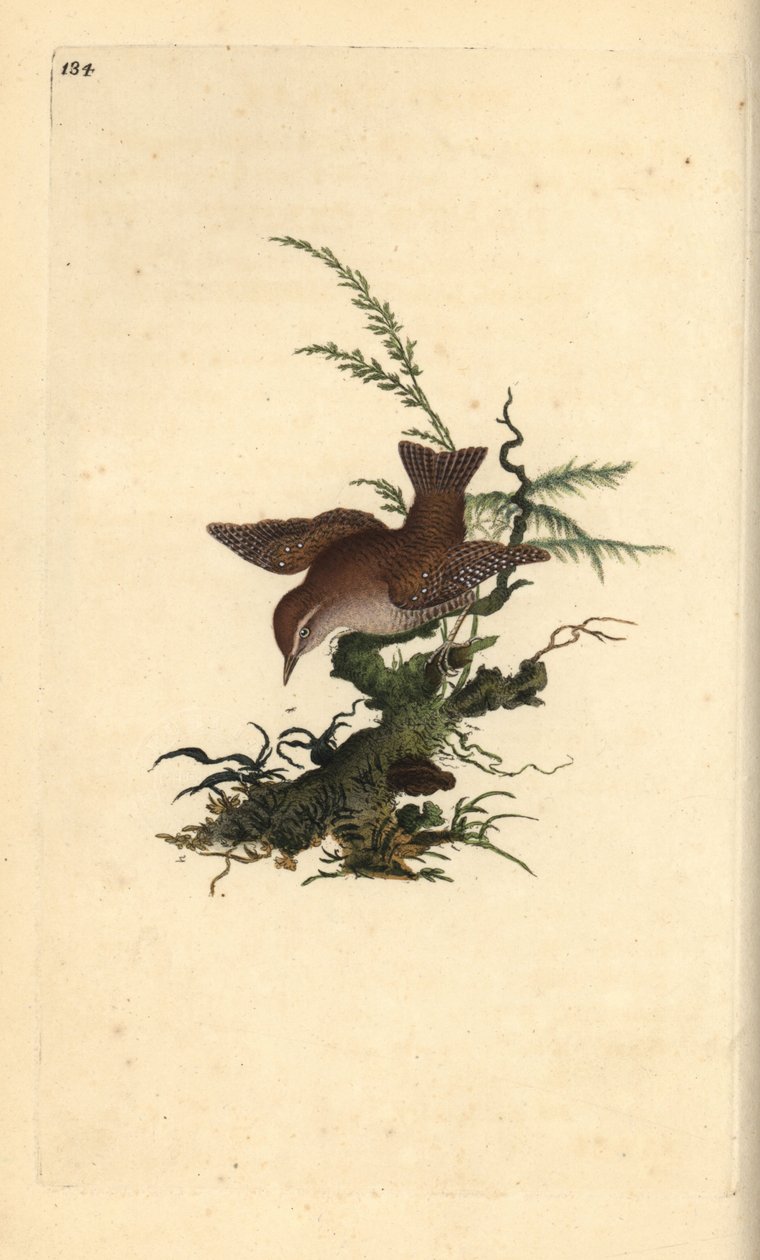 Eurasian Wren, Troglodytes troglodytes by Edward Donovan