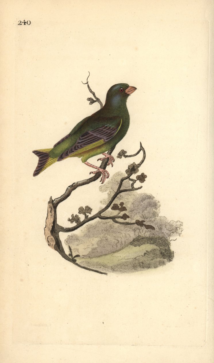 European Greenfinch, Carduelis chloris. Handcoloured copperplate drawn and engraved by Edward Donovan from his Natural History of British Birds, London by Edward Donovan