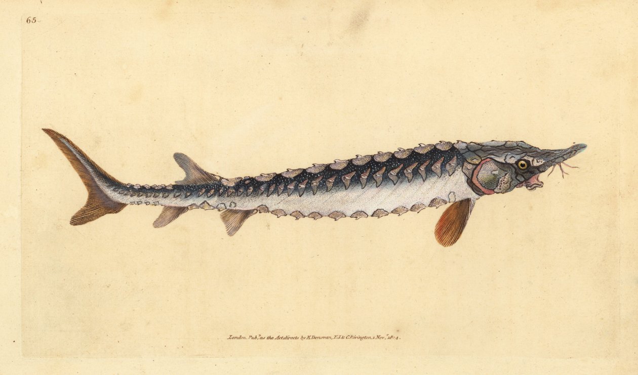 European or Common Sturgeon. Critically Endangered. Handcoloured Copperplate Drawn and Engraved by Edward Donovan from His Natural History of British Fishes by Edward Donovan