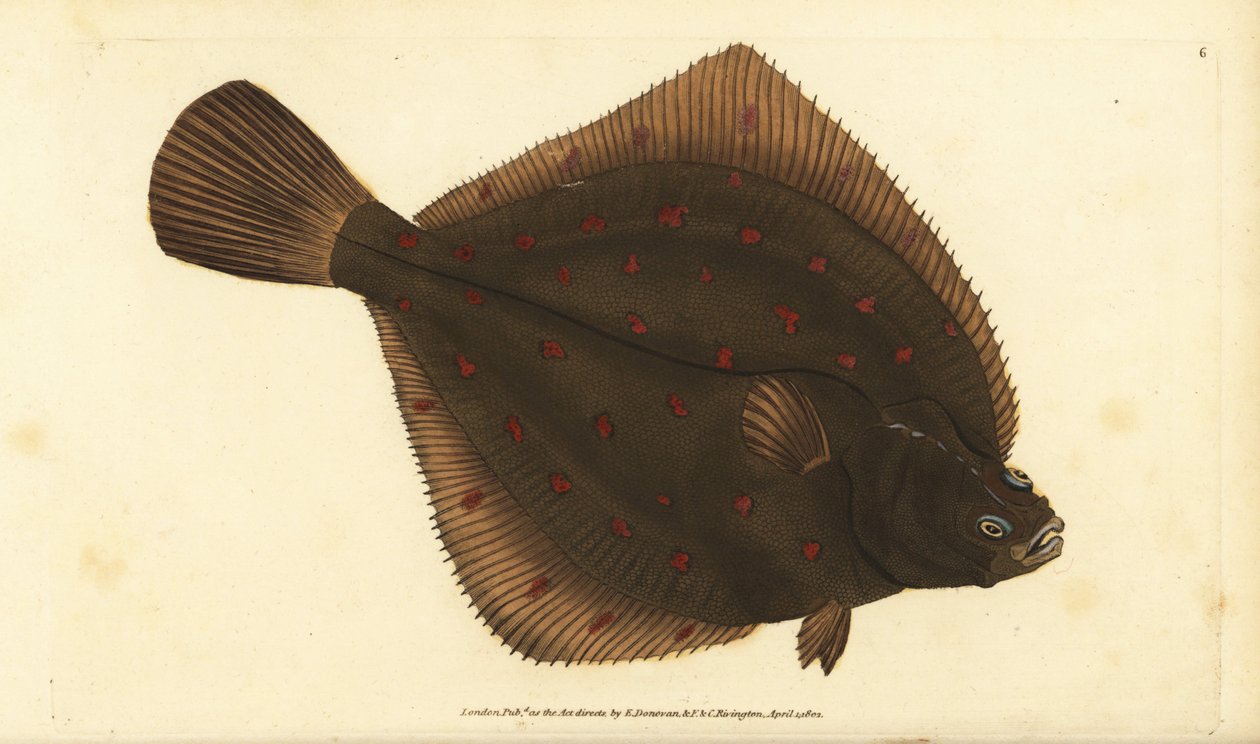 European pleuronectes platessa by Edward Donovan
