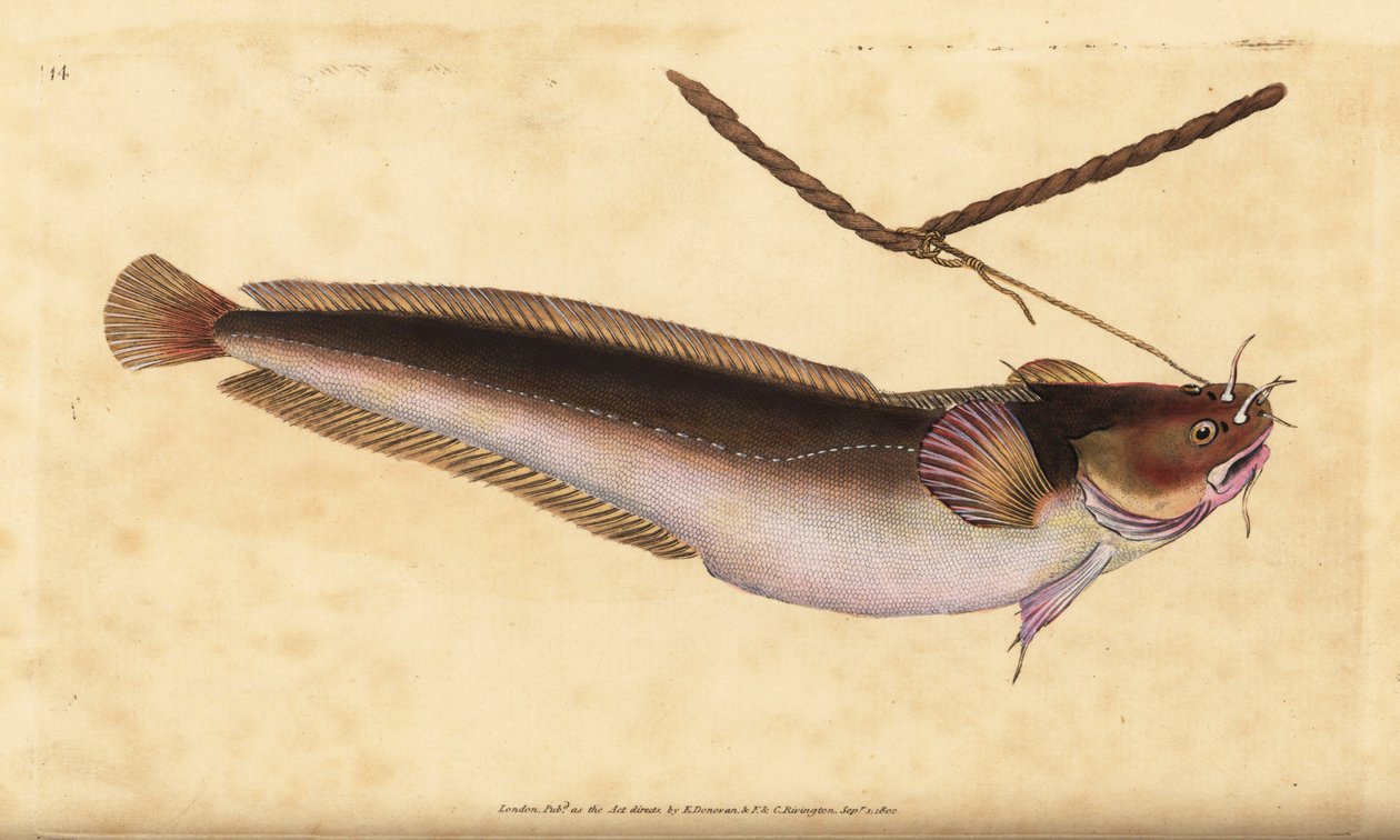 Fivebeard Rockling, Ciliata mustela (Five-bearded Cod Fish, Gadus mustela). Handcoloured Copperplate Drawn and Engraved by Edward Donovan from His Natural History of British Fishes, Donovan and F.C. and J. Rivington, London by Edward Donovan