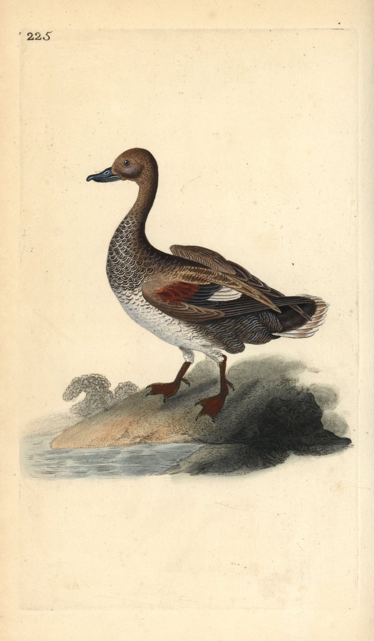Gadwall (male), Anas strepera. Handcoloured copperplate from Natural History of British Birds, London by Edward Donovan