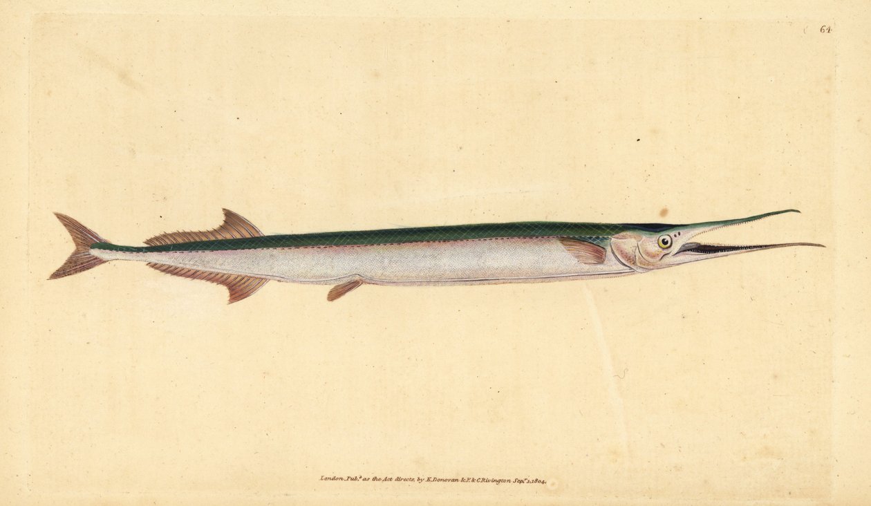 Garfish or sea needle, Belone belone by Edward Donovan