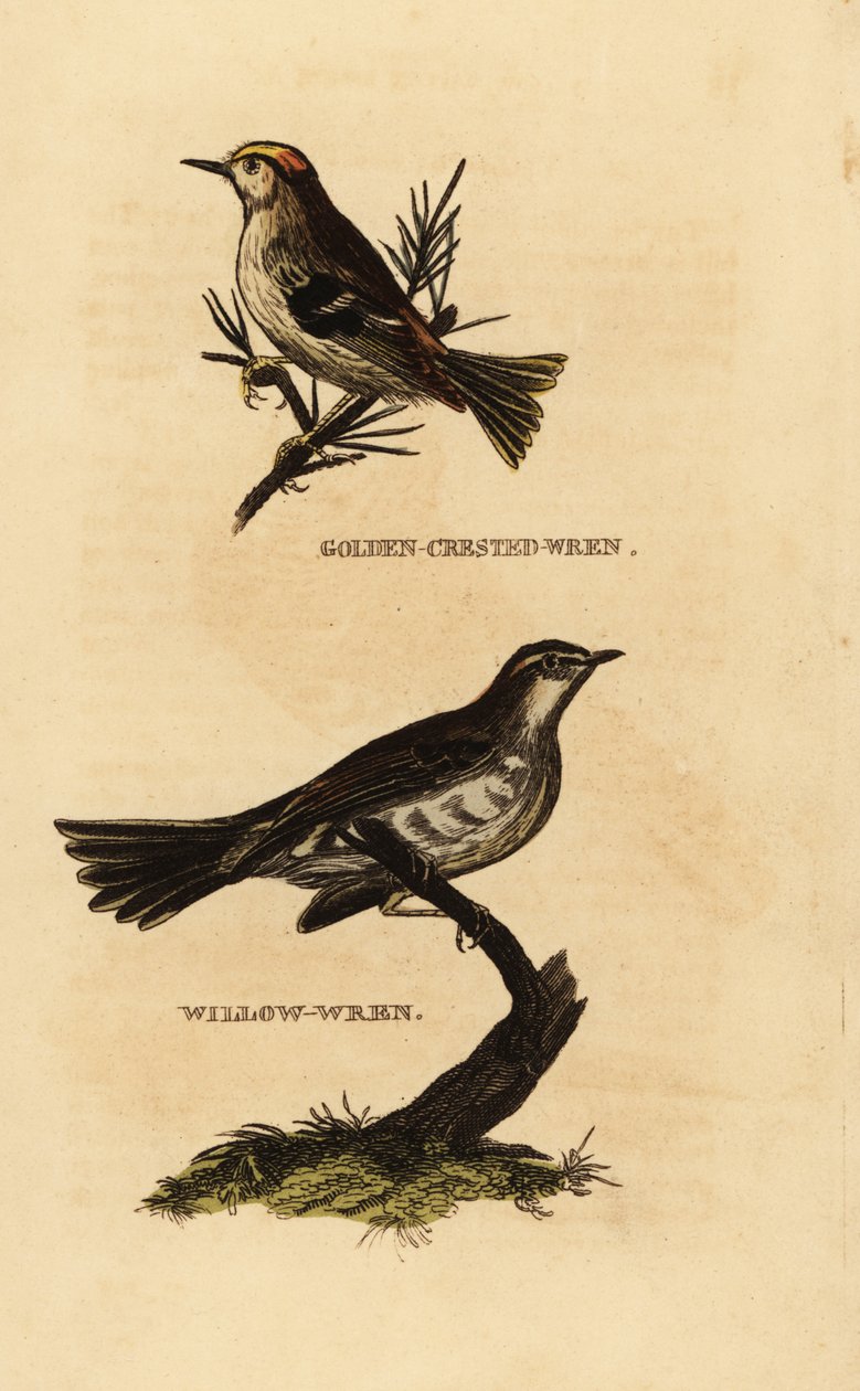 Goldcrest, Regulus regulus, and Willow Warbler, Phylloscopus trochilus by Edward Donovan