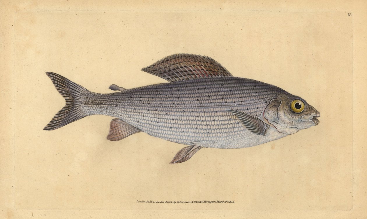 Grayling. Handcoloured copperplate by Edward Donovan from 