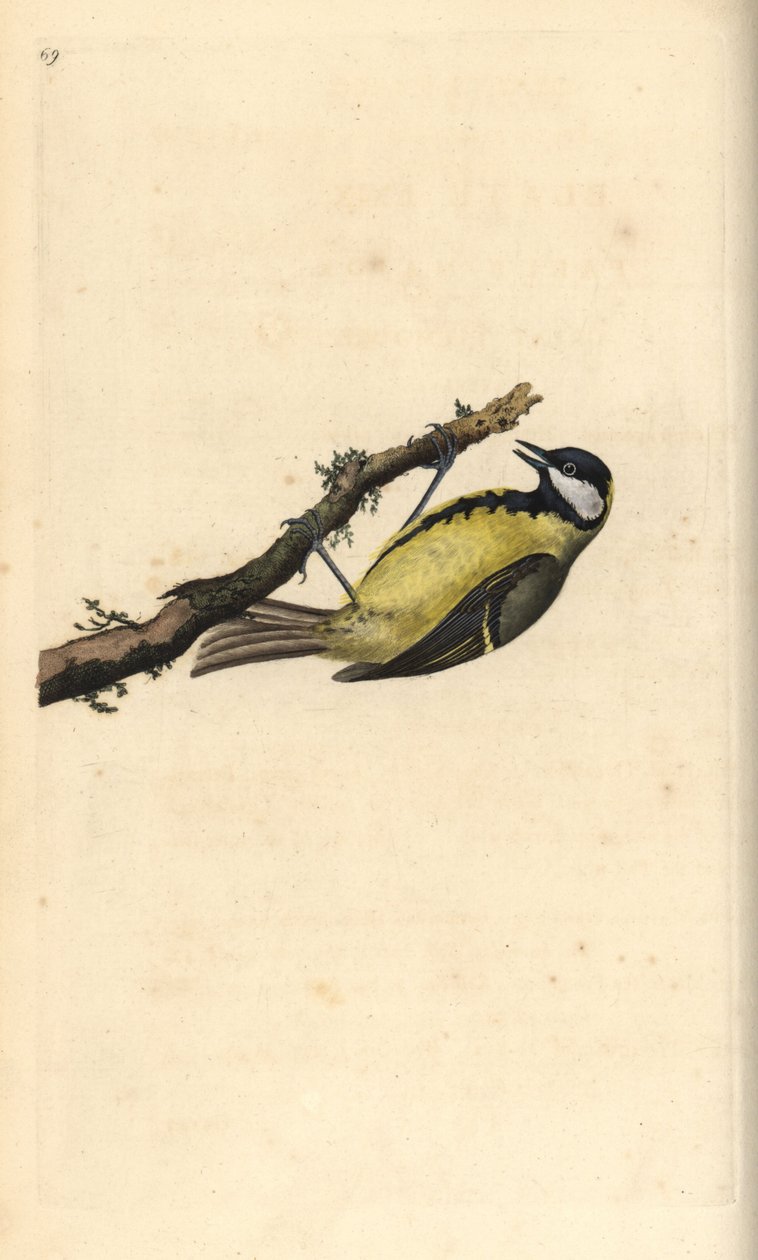 Great Tit, Parus major by Edward Donovan
