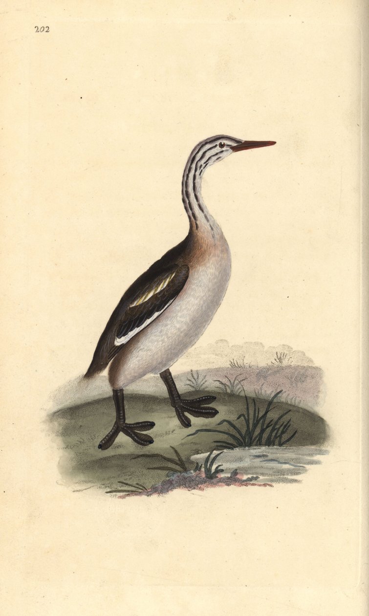 Great Crested Grebe, Podiceps Cristatus. Handcoloured Copperplate Drawn and Engraved by Edward Donovan from His Own 