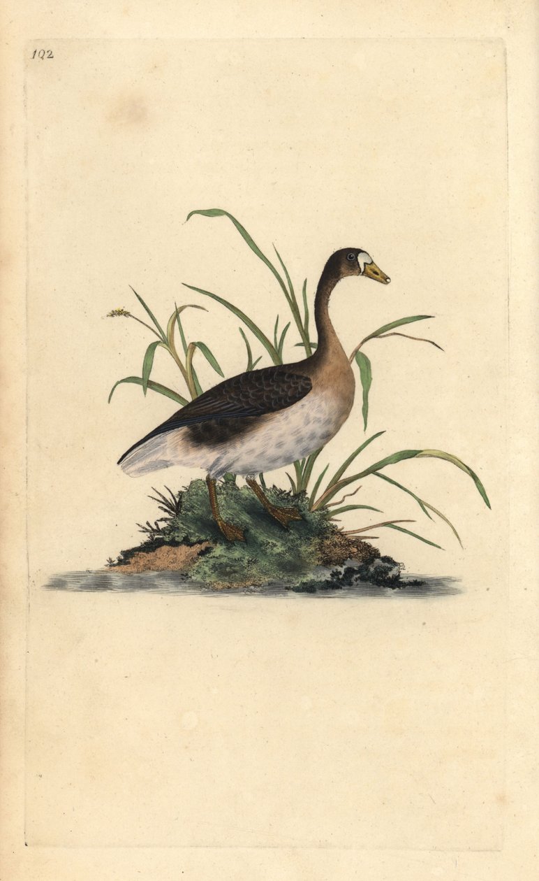 Greater White-fronted Goose, Anser albifrons. Handcoloured copperplate from Natural History of British Birds, London by Edward Donovan