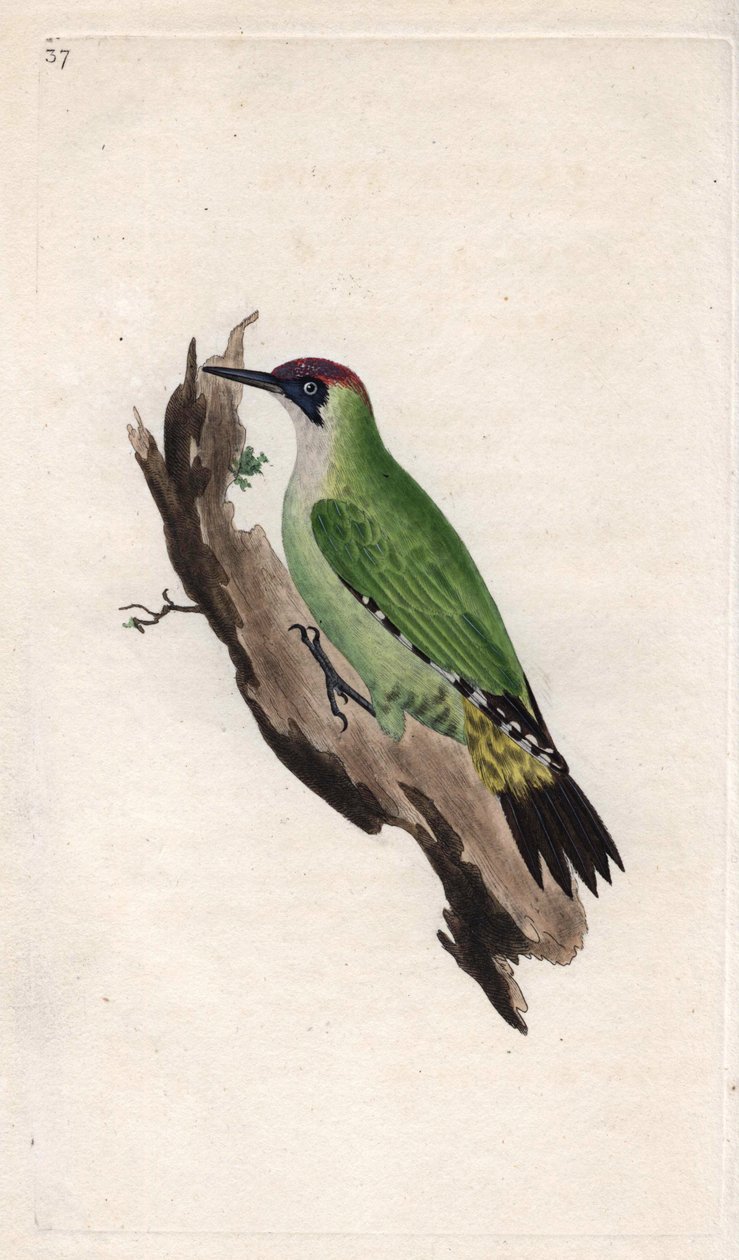 Green Woodpecker. Copper engraving by Edward Donovan from 