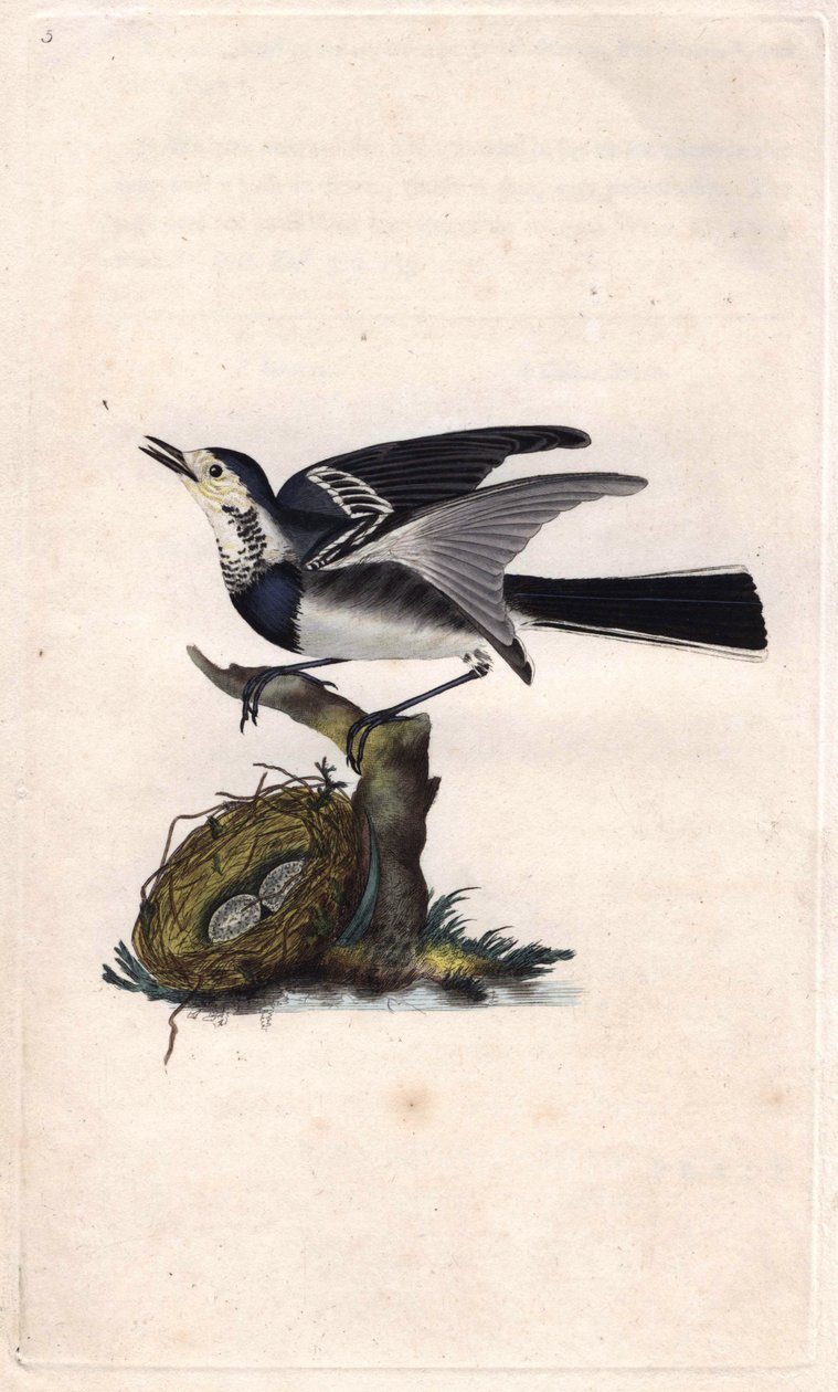 Grey Wagtail, Motacilla Alba. Copper Engraving by Edward Donovan, Published in 
