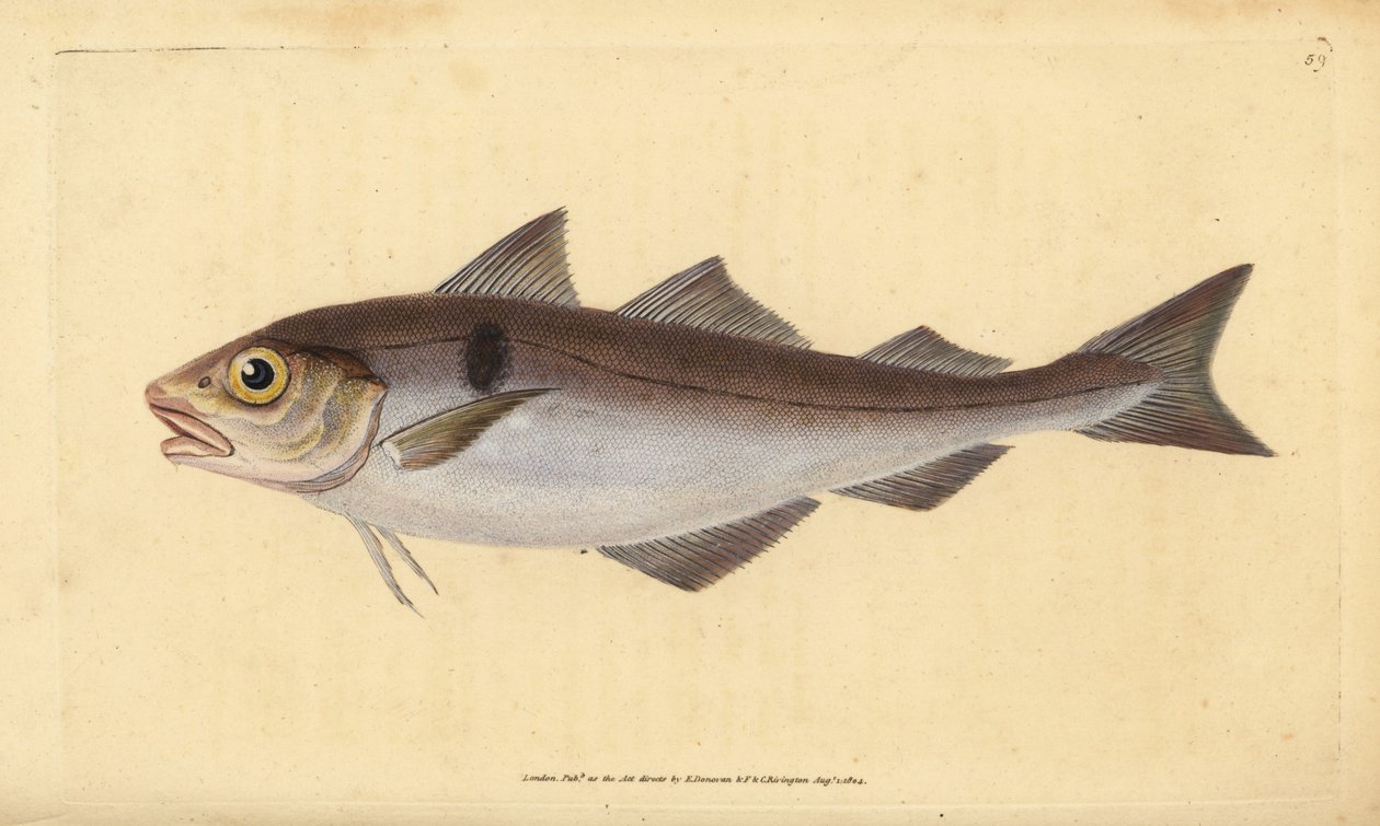 Haddock, Melanogrammus aeglefinus (Gadus aeglefinus). Vulnerable. Handcoloured copperplate drawn and engraved by Edward Donovan from his Natural History of British Fishes, Donovan and F.C. and J. Rivington, London by Edward Donovan