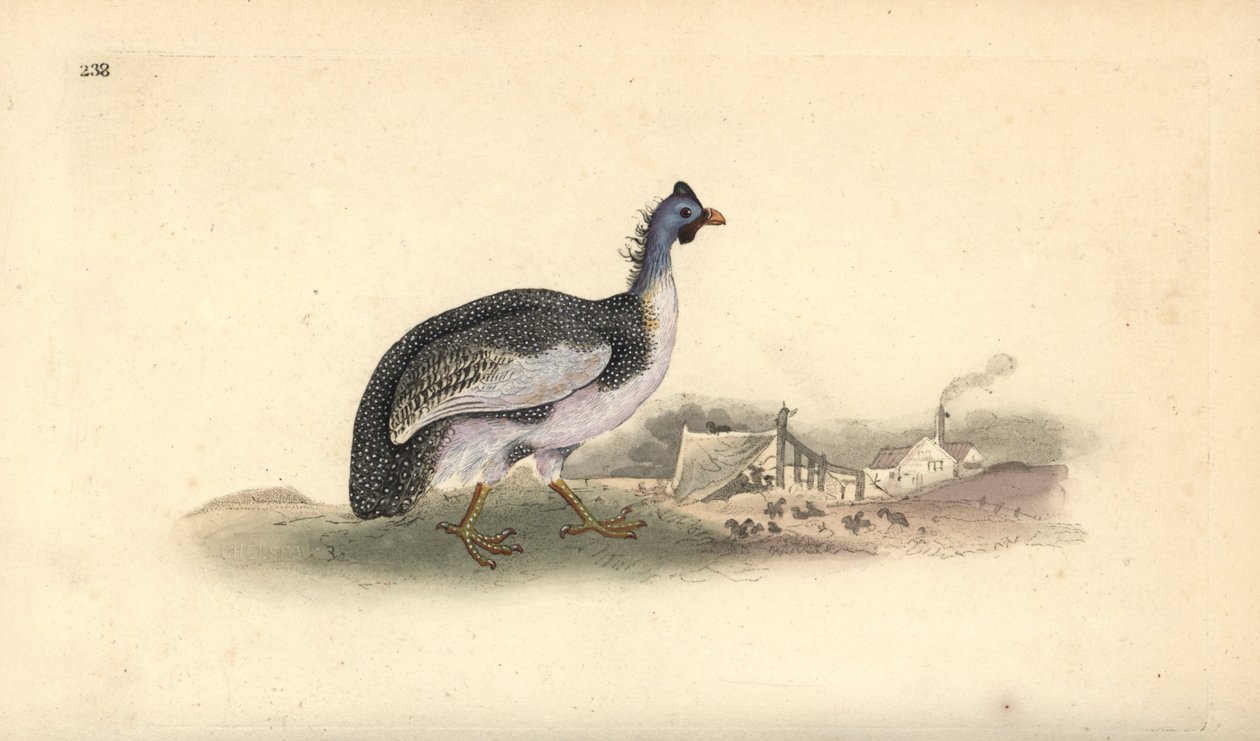 Helmeted guineafowl, Numida meleagris. Handcoloured copperplate drawn and engraved by Edward Donovan from his own Natural History of British Birds, London by Edward Donovan