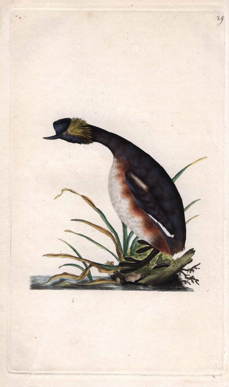 Horned Grebe or Earhorn Grebe, Podiceps auritus by Edward Donovan