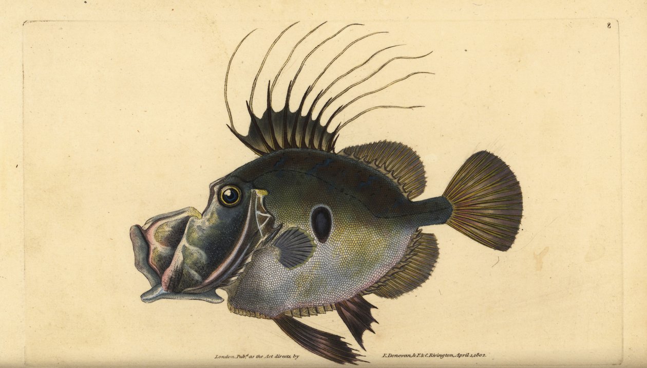 John Dory. Handcoloured copperplate by Edward Donovan from 