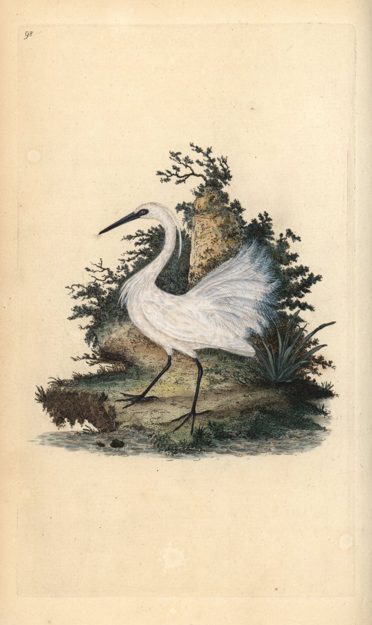 Little Egret, Egretta Garzetta. Handcoloured Copperplate Drawn and Engraved by Edward Donovan from His Own 