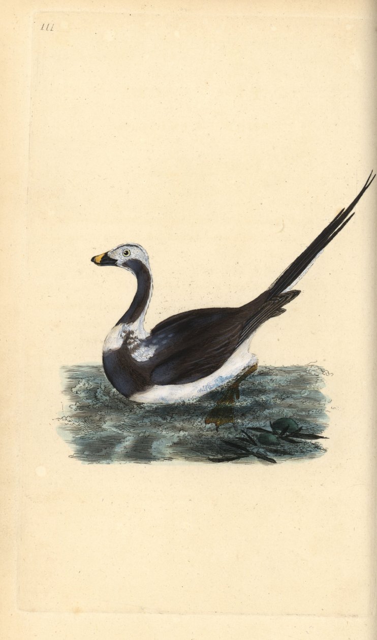 Long-tailed duck, Clangula hyemalis. Vulnerable by Edward Donovan
