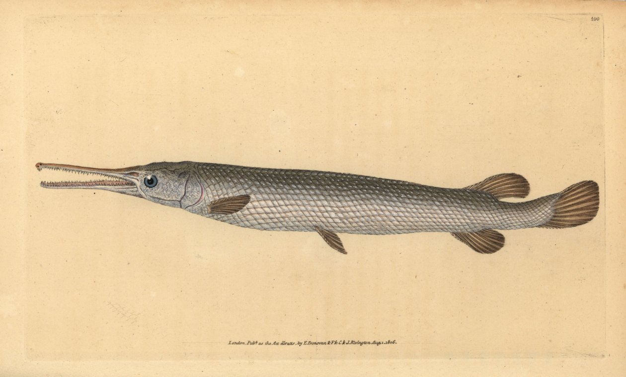 Longnose gar, Lepisosteus osseus by Edward Donovan