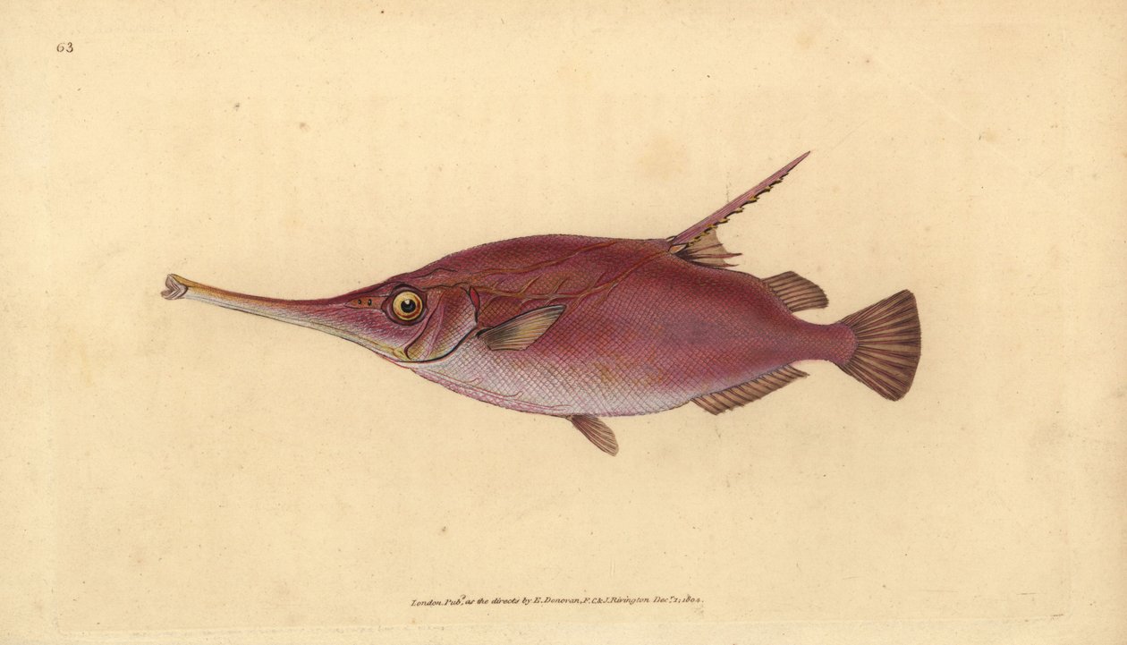 Longspine snipefish, Macroramphosus scolopax (Snipe or trumpet fish, Centriscus scolopax). Handcoloured copperplate drawn and engraved by Edward Donovan from his Natural History of British Fishes, Donovan and F.C. and J. Rivington, London by Edward Donovan