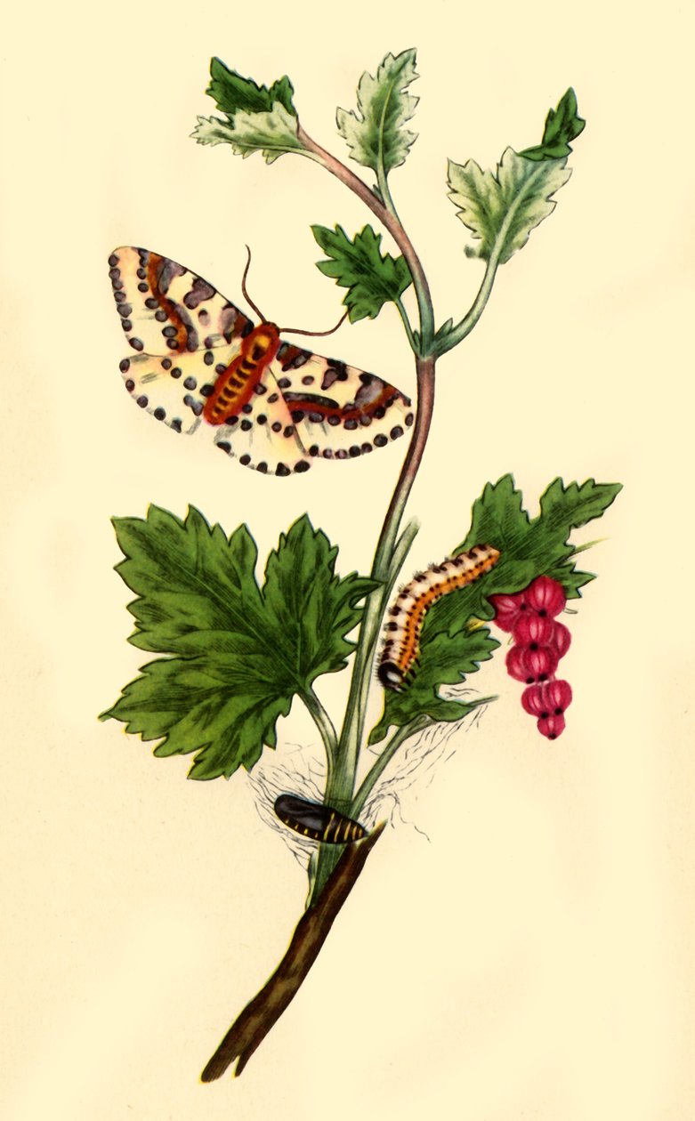 Magpie or Currant Moth: Phalaena grossulariata by Edward Donovan