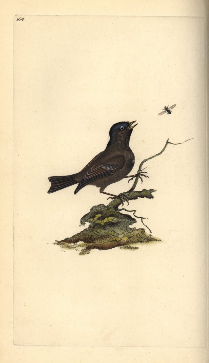 Marsh Tit, Poecile palustris. Handcoloured copperplate from Natural History of British Birds, London by Edward Donovan
