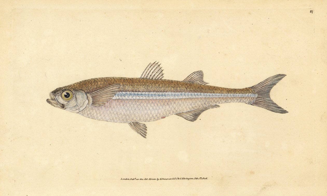 Mediterranean Sand Smelt or European Atherine, Atherina hepsetus. Handcoloured Copperplate Drawn and Engraved by Edward Donovan from His Natural History of British Fishes, Donovan and F.C. and J. Rivington, London by Edward Donovan