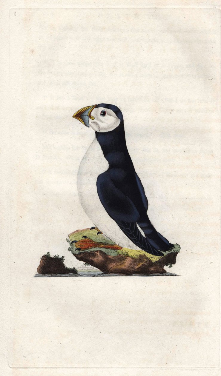 Monk Puffin, Fratercula Arctica. Copper Engraving by Edward Donovan, Published in 