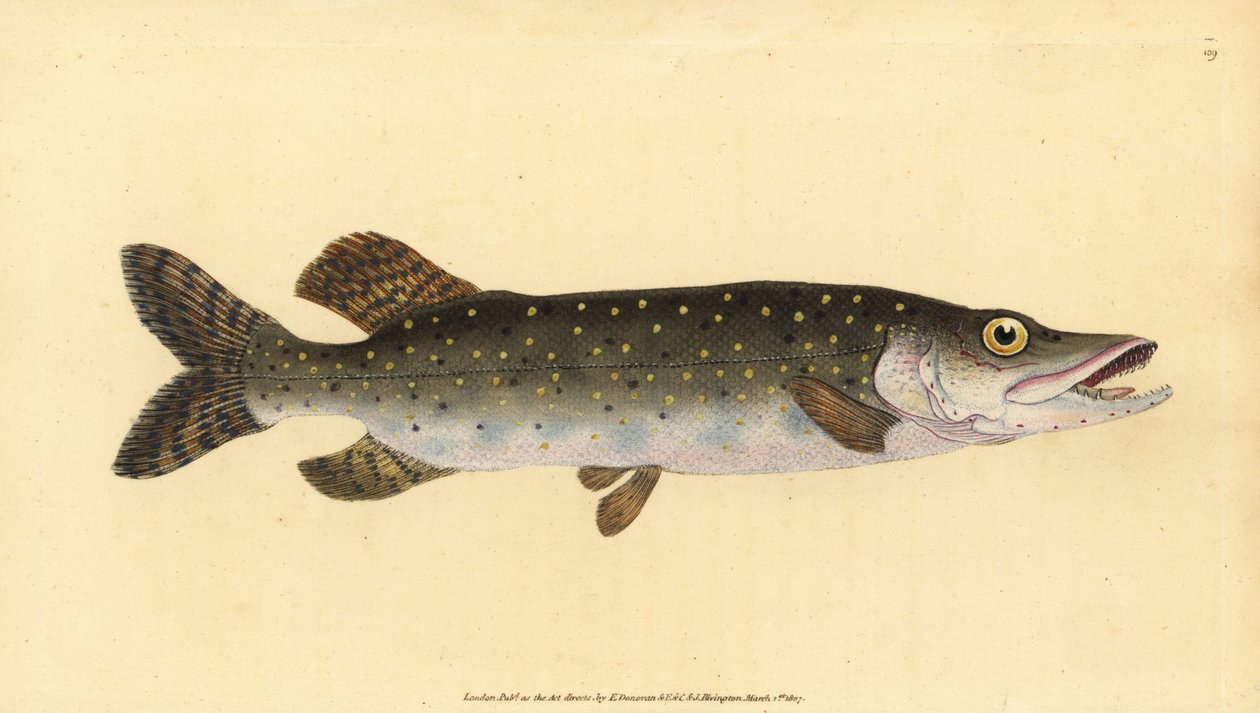 Northern Pike, Esox lucius. Handcoloured Copperplate Drawn and Engraved by Edward Donovan from His Natural History of British Fishes, Donovan and F.C. and J. Rivington, London by Edward Donovan