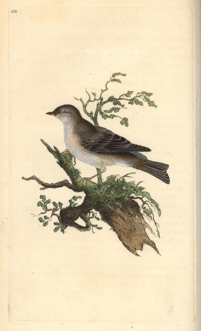 Orphean warbler, Sylvia hydrtensis, or greater pettychaps. Handcoloured copperplate from Natural History of British Birds, London by Edward Donovan