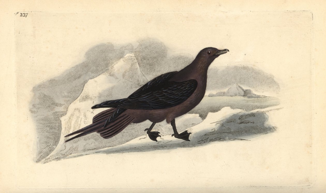 Parasitic Jaeger, Stercorarius parasiticus. Handcoloured copperplate drawn and engraved by Edward Donovan from his own Natural History of British Birds, London by Edward Donovan