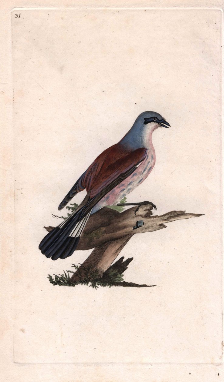 Pie Grieche Ecorcheur. Copper engraving by Edward Donovan, published in ...