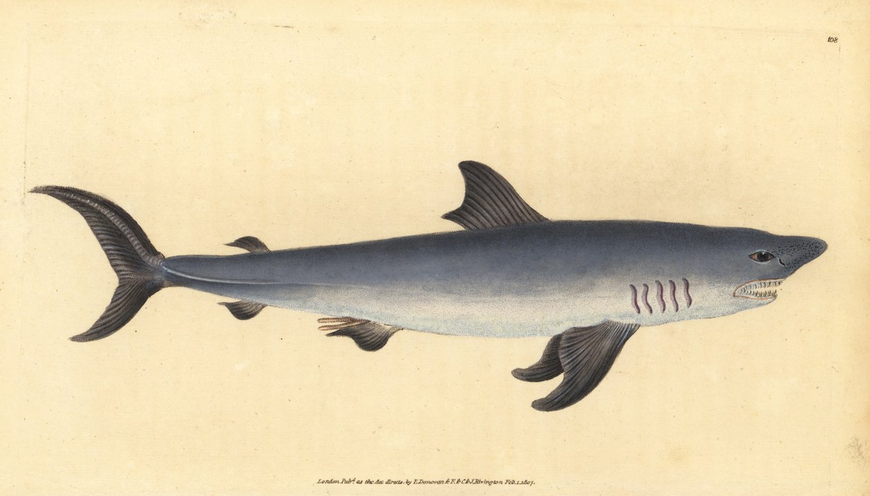 Porbeagle Shark by Edward Donovan