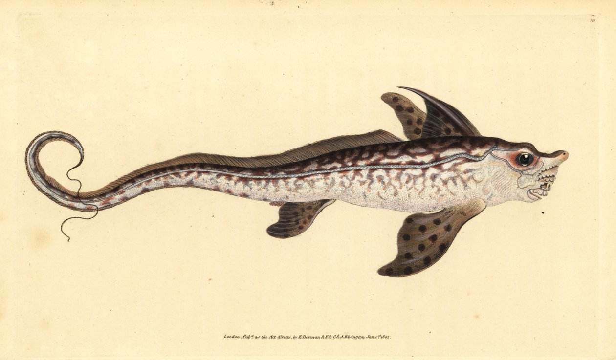 Rabbitfish or Sea Monster, Chimaera Monstrosa. Handcoloured Copperplate Drawn and Engraved by Edward Donovan from His Natural History of British Fishes by Edward Donovan