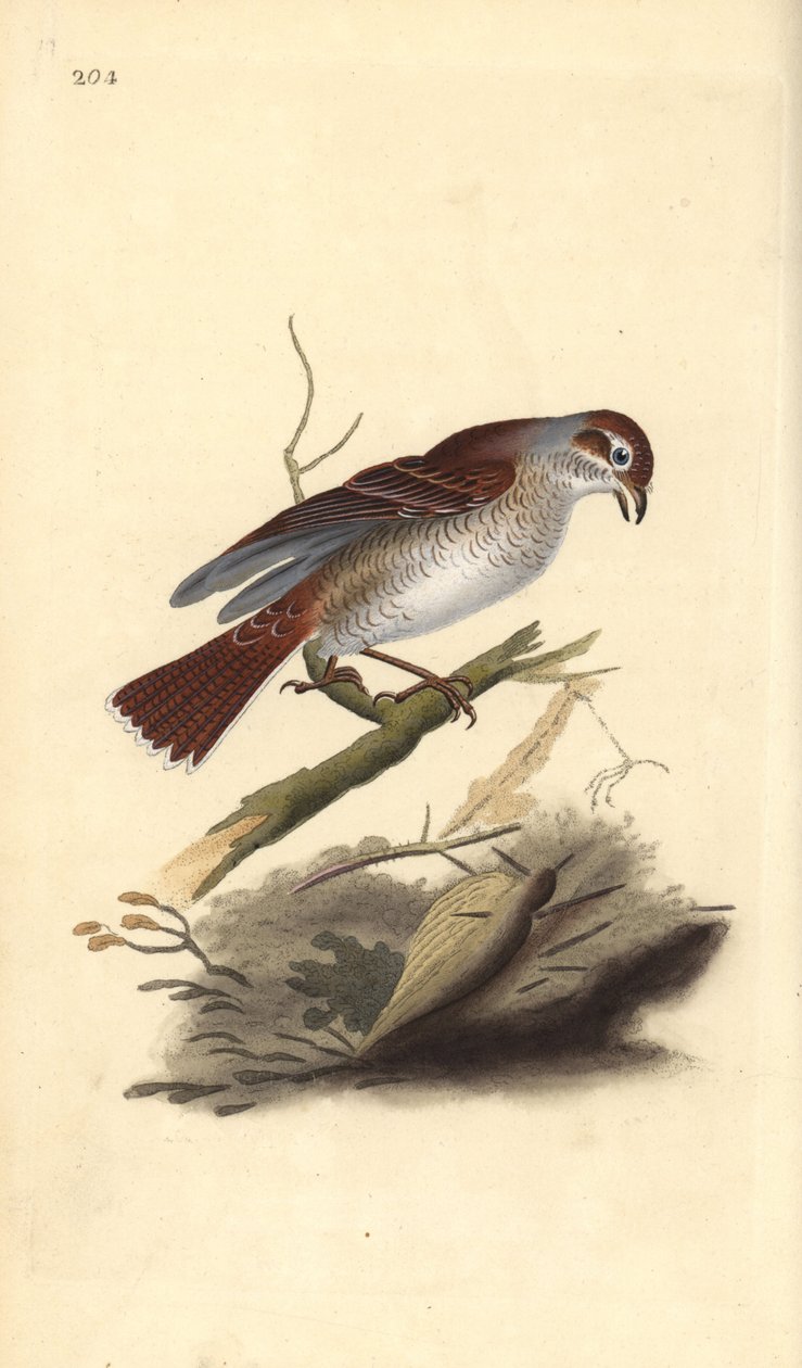 Red-Backed Shrike (Female) by Edward Donovan