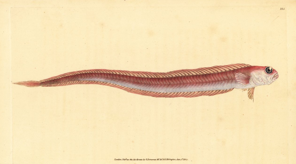 Red bandfish, Cepola macrophthalma by Edward Donovan