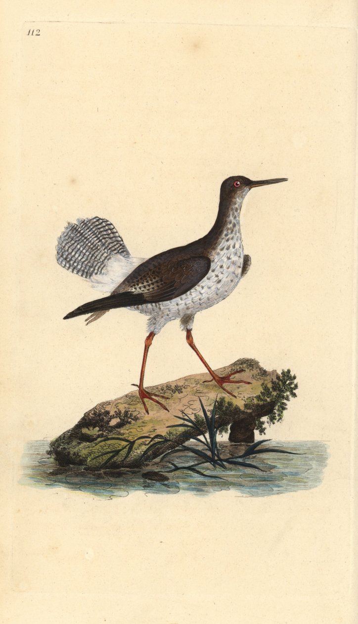 Red shank, Tringa totanus by Edward Donovan