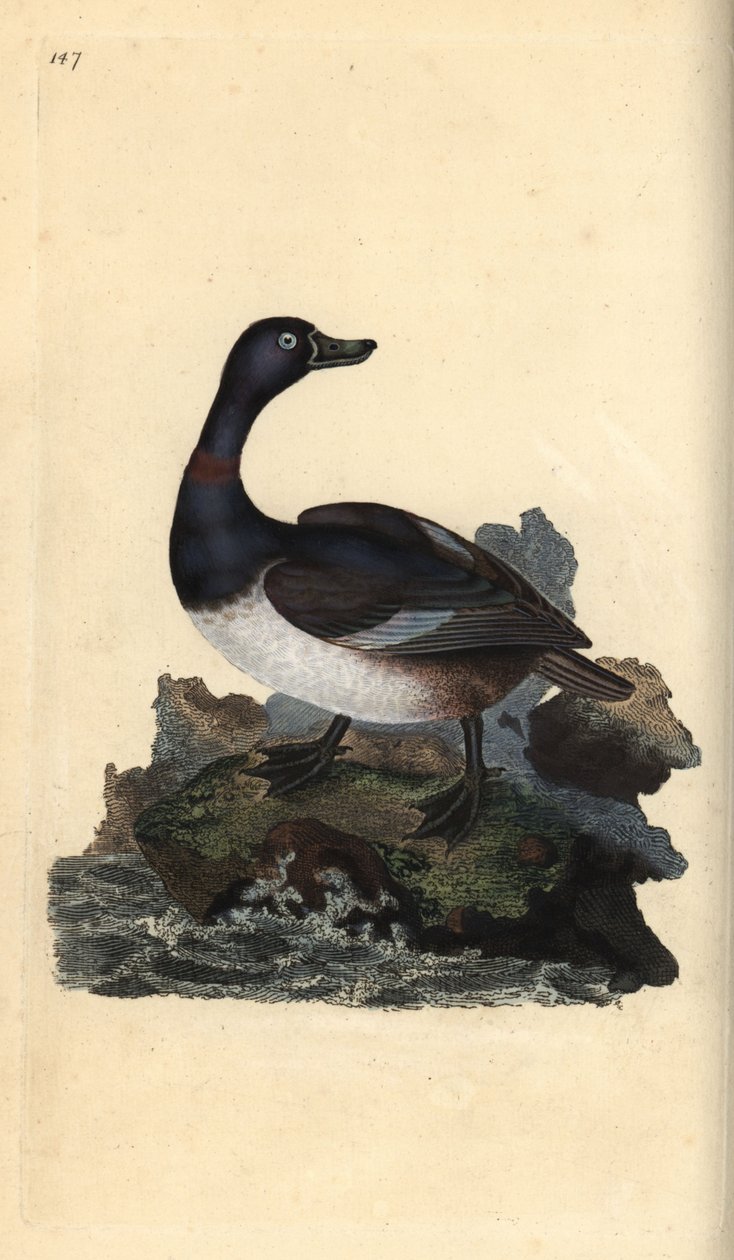 Ring-necked Duck, Aythya collaris. Handcoloured copperplate drawn and engraved by Edward Donovan from his Natural History of British Birds, London by Edward Donovan