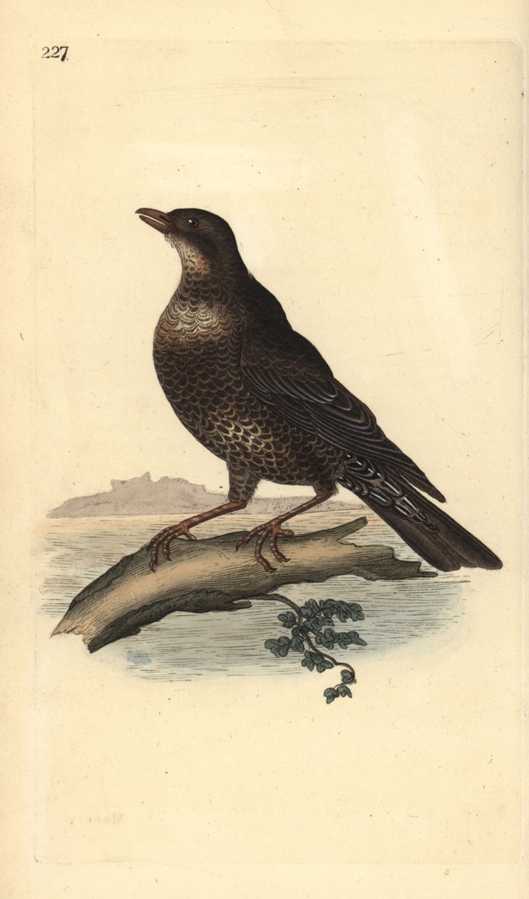 Ring Ouzel (Female) by Edward Donovan
