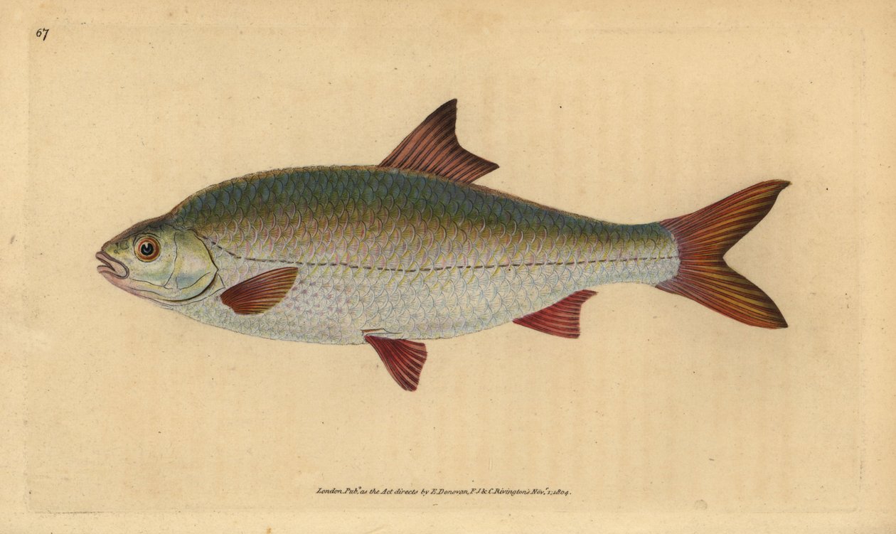 Roach, Rutilus rutilus (Illustration from “Natural History of British Fishes” by Edward Donovan) by Edward Donovan