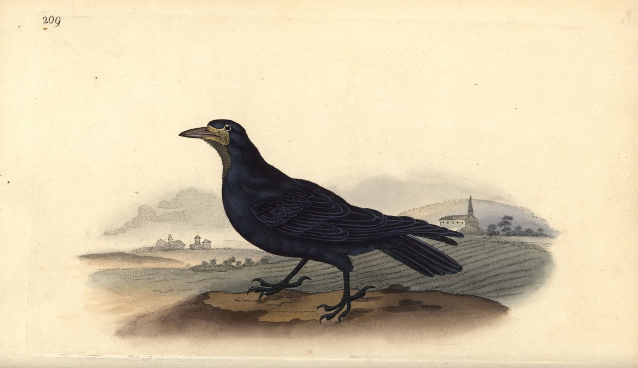 Rook, Corvus frugilegus by Edward Donovan