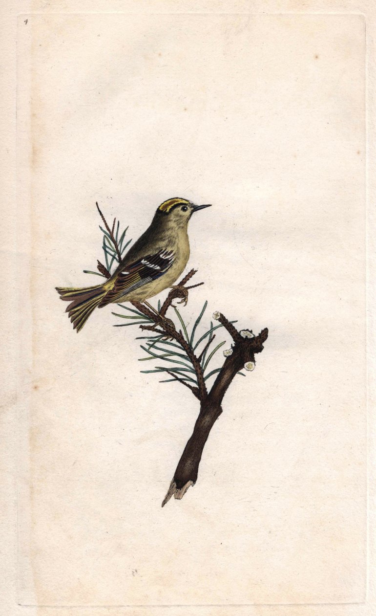 Ruppe King. Regulus regulus by Edward Donovan