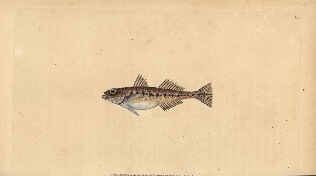 Sand Goby, Pomatoschistus minutus (Spotted Goby, Gobius minutus). Handcoloured Copperplate Drawn and Engraved by Edward Donovan from His Natural History of British Fishes, Donovan and F.C. and J. Rivington, London by Edward Donovan