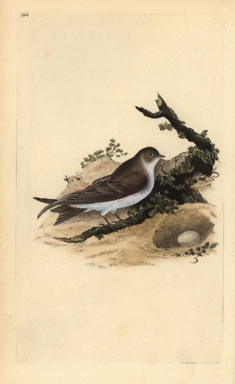 Sand Martin with Nest and Egg by Edward Donovan