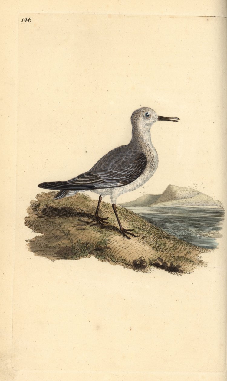 Sanderling, Calidris alba. Handcoloured copperplate from Natural History of British Birds, London by Edward Donovan